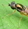 Sargus bipunctatus